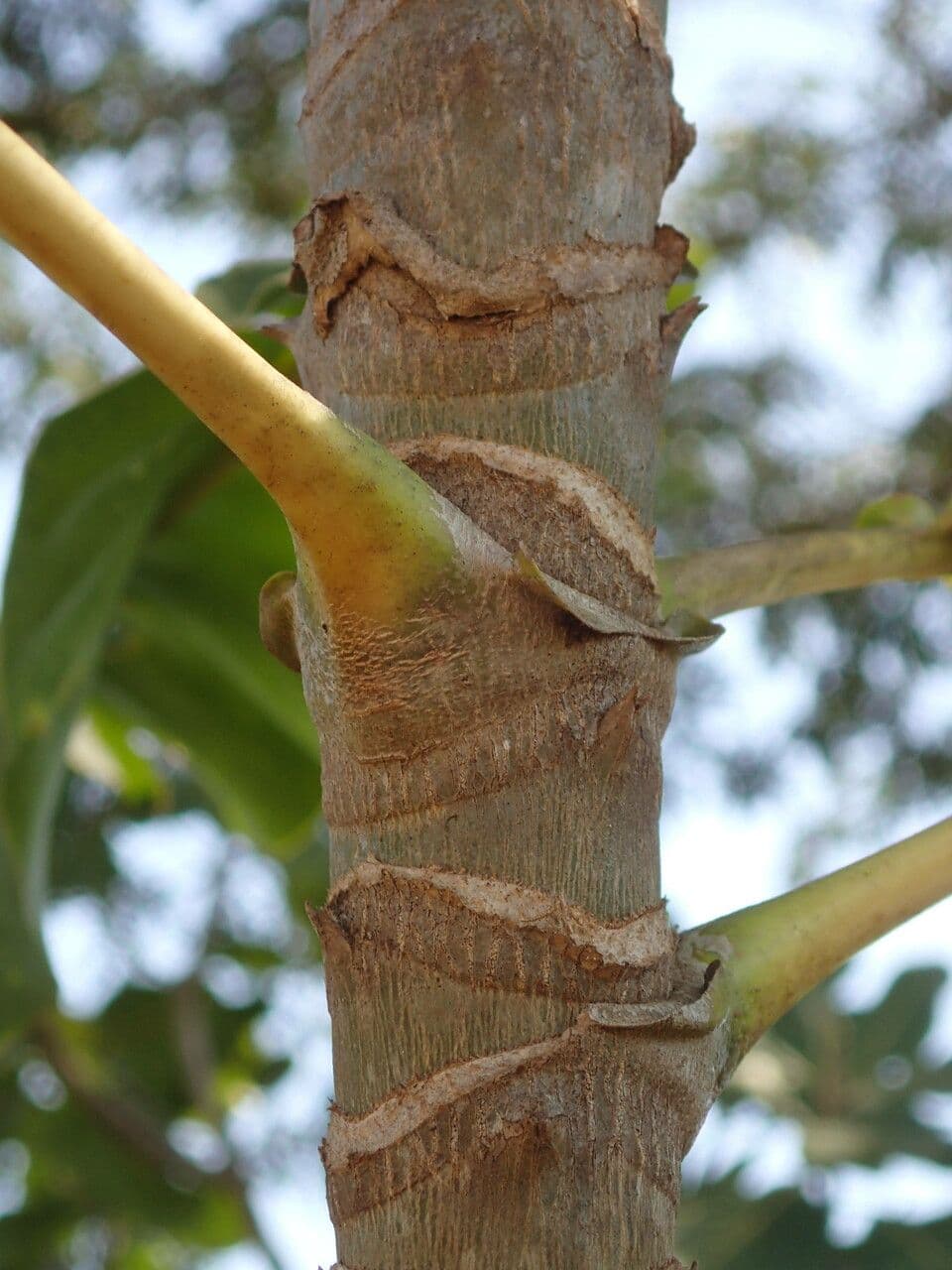 Anthocleista 4
