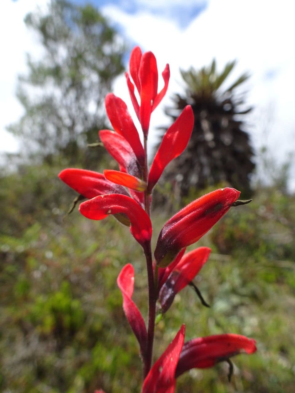 Castilleja