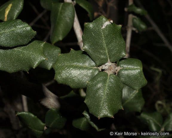 Ceanothus 15