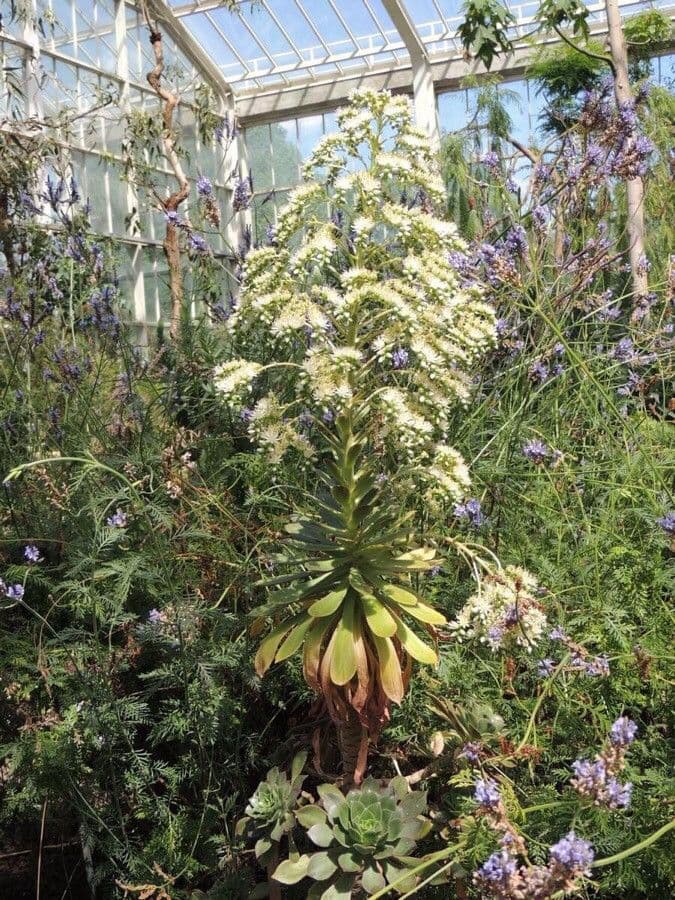 Aeonium 12
