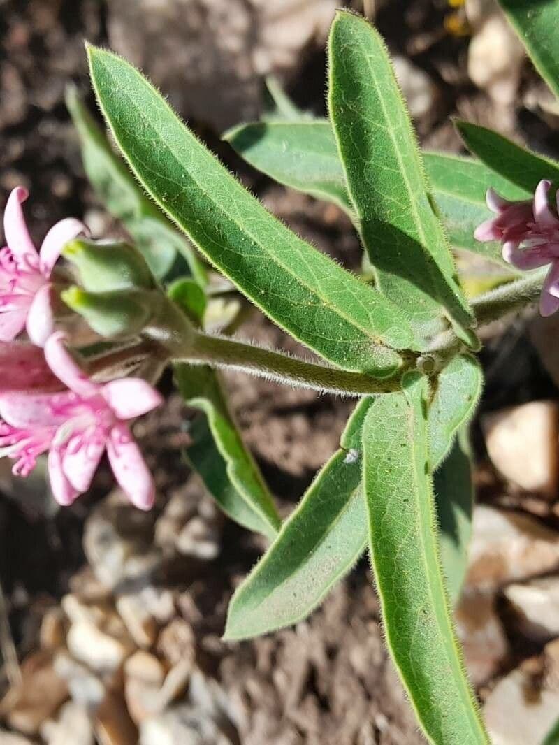 Oxypetalum 14