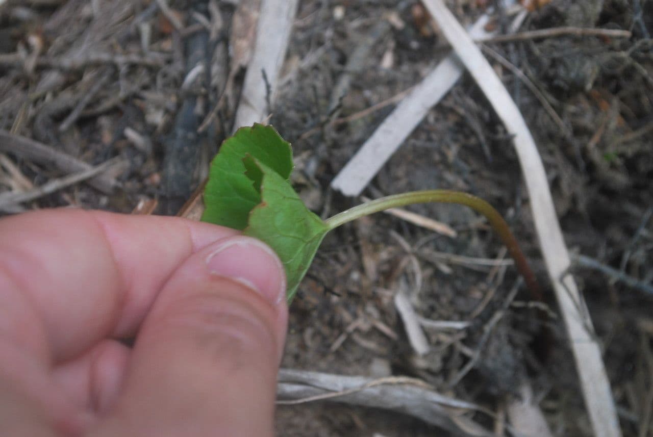 Centella asiatica 19