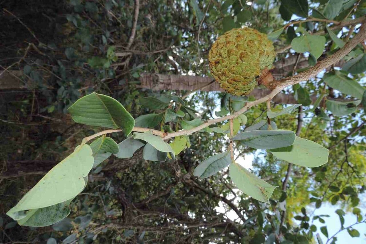 Annona crassiflora 16