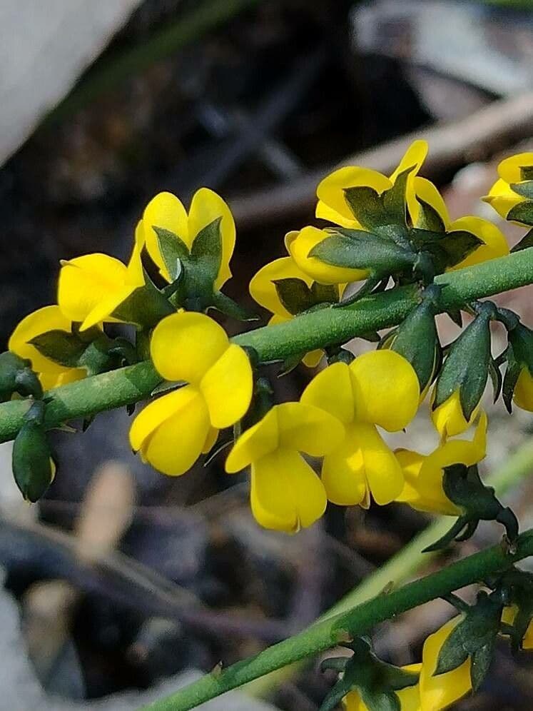 Sphaerolobium