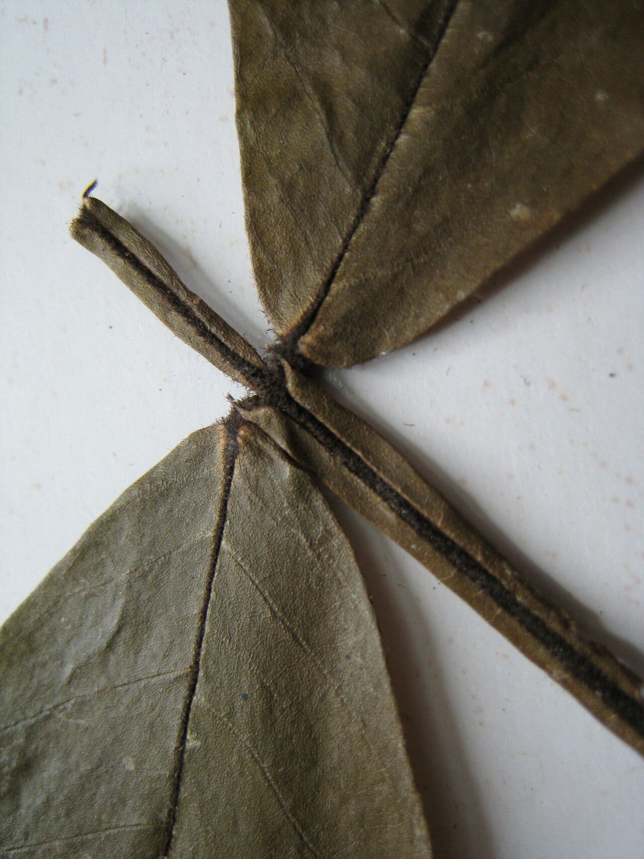 Swartzia 2