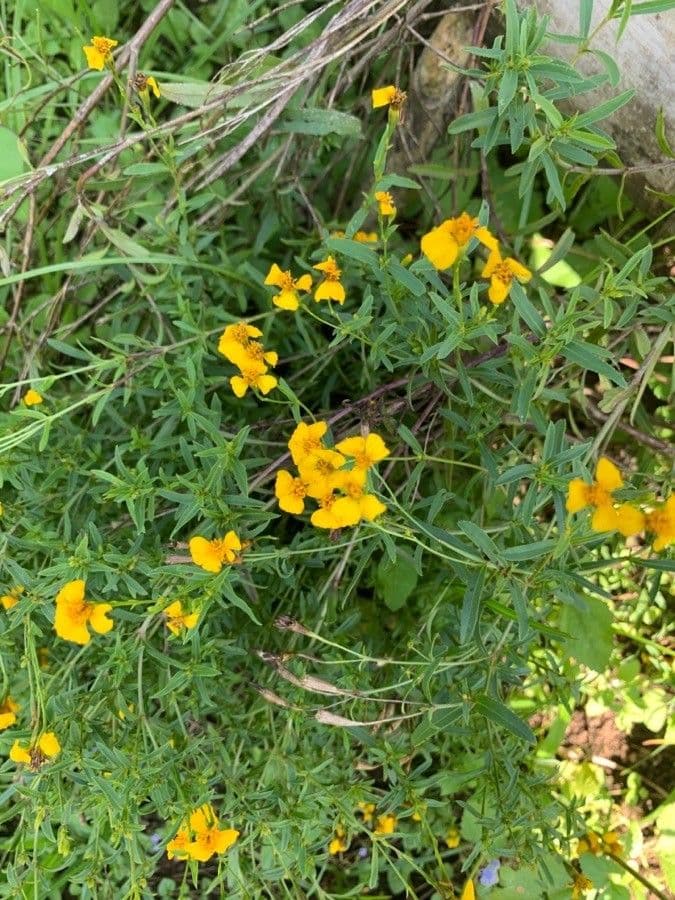 Tagetes 4