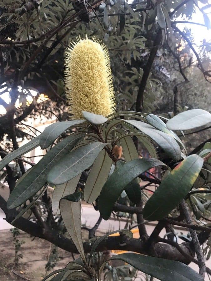 Banksia integrifolia 8