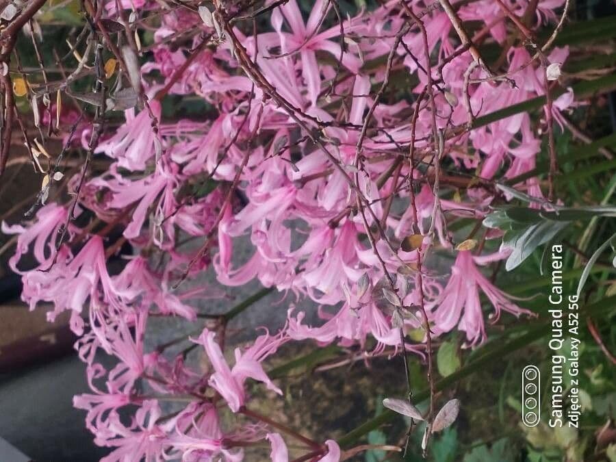 Nerine 2