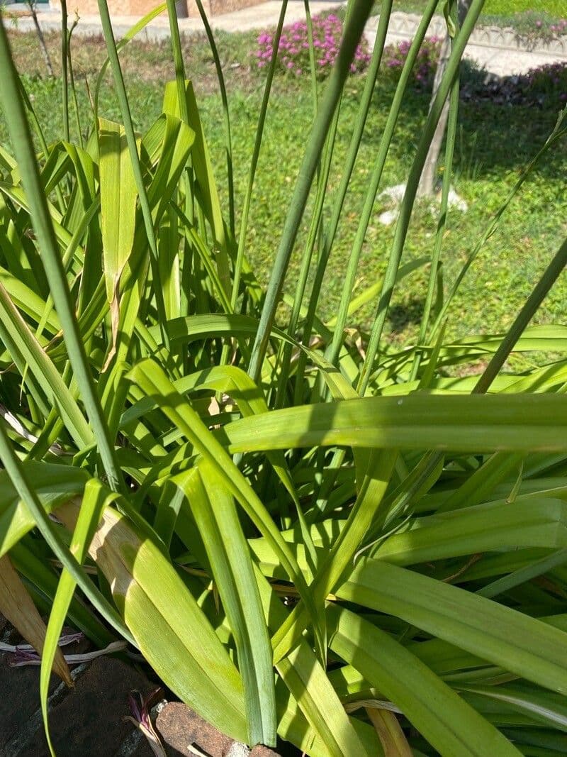 Emerocallide fulva 21