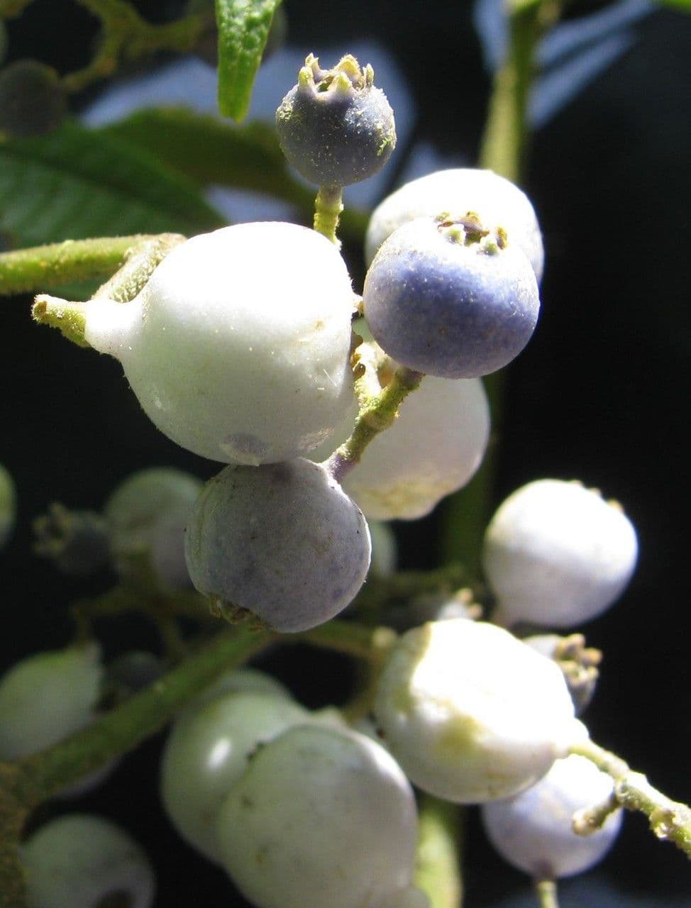 Miconia
