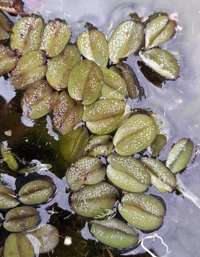 Salvinia 2