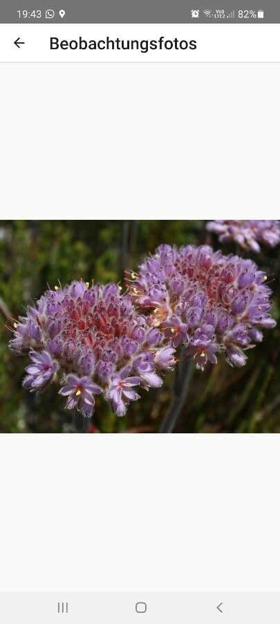 Dilatris