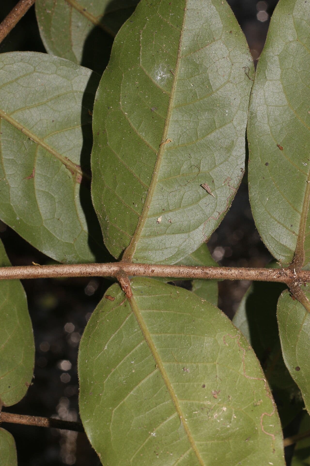 Eugenia 9