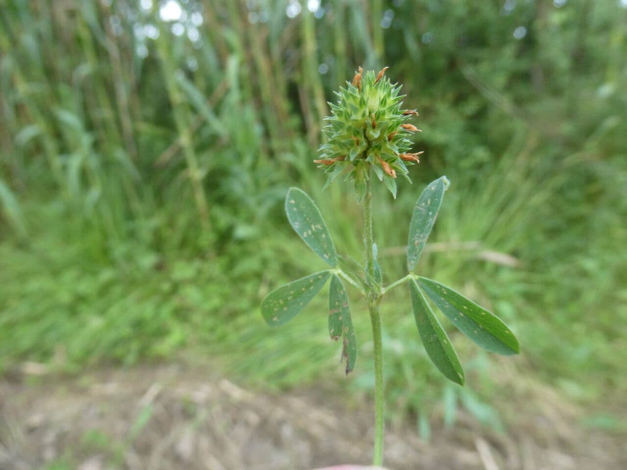 Trifoglio 2