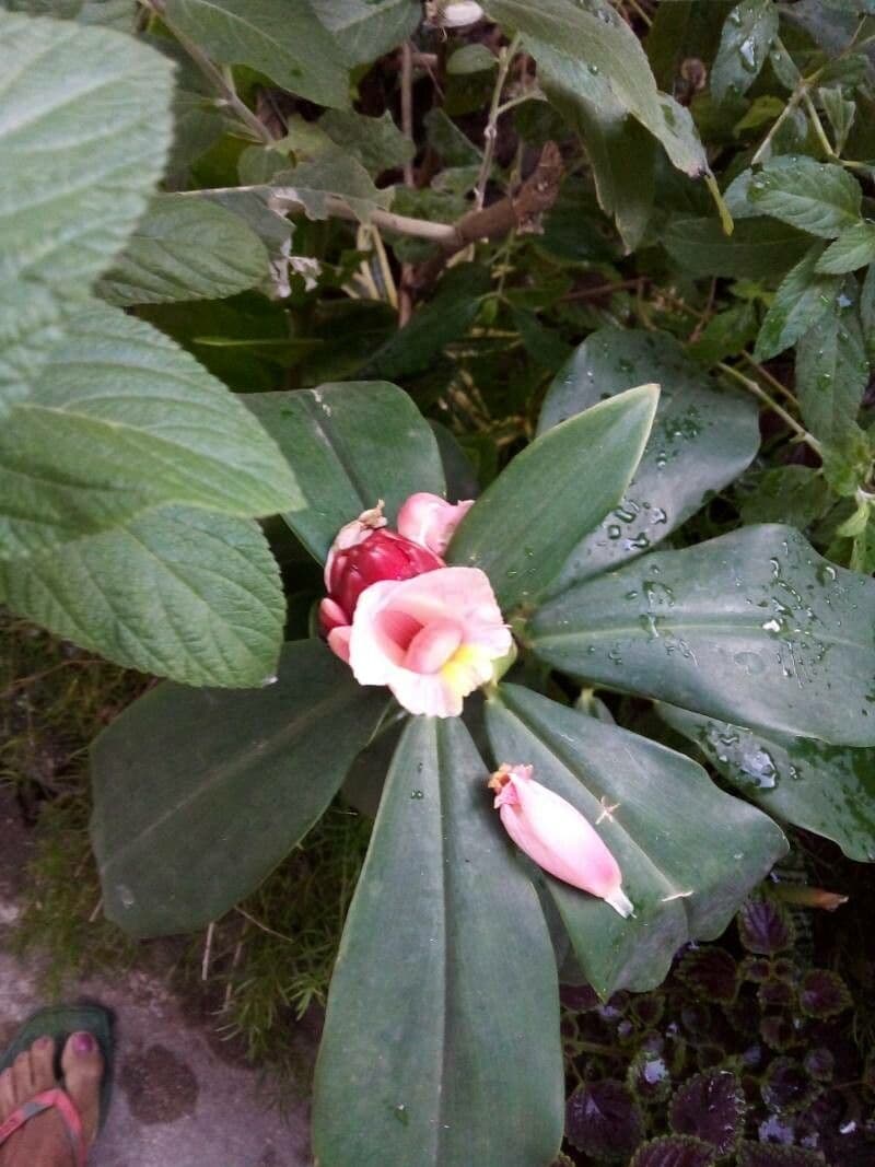 Costus spiralé 10
