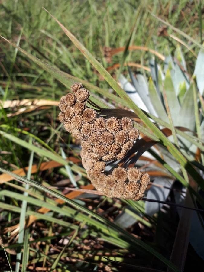 Paepalanthus