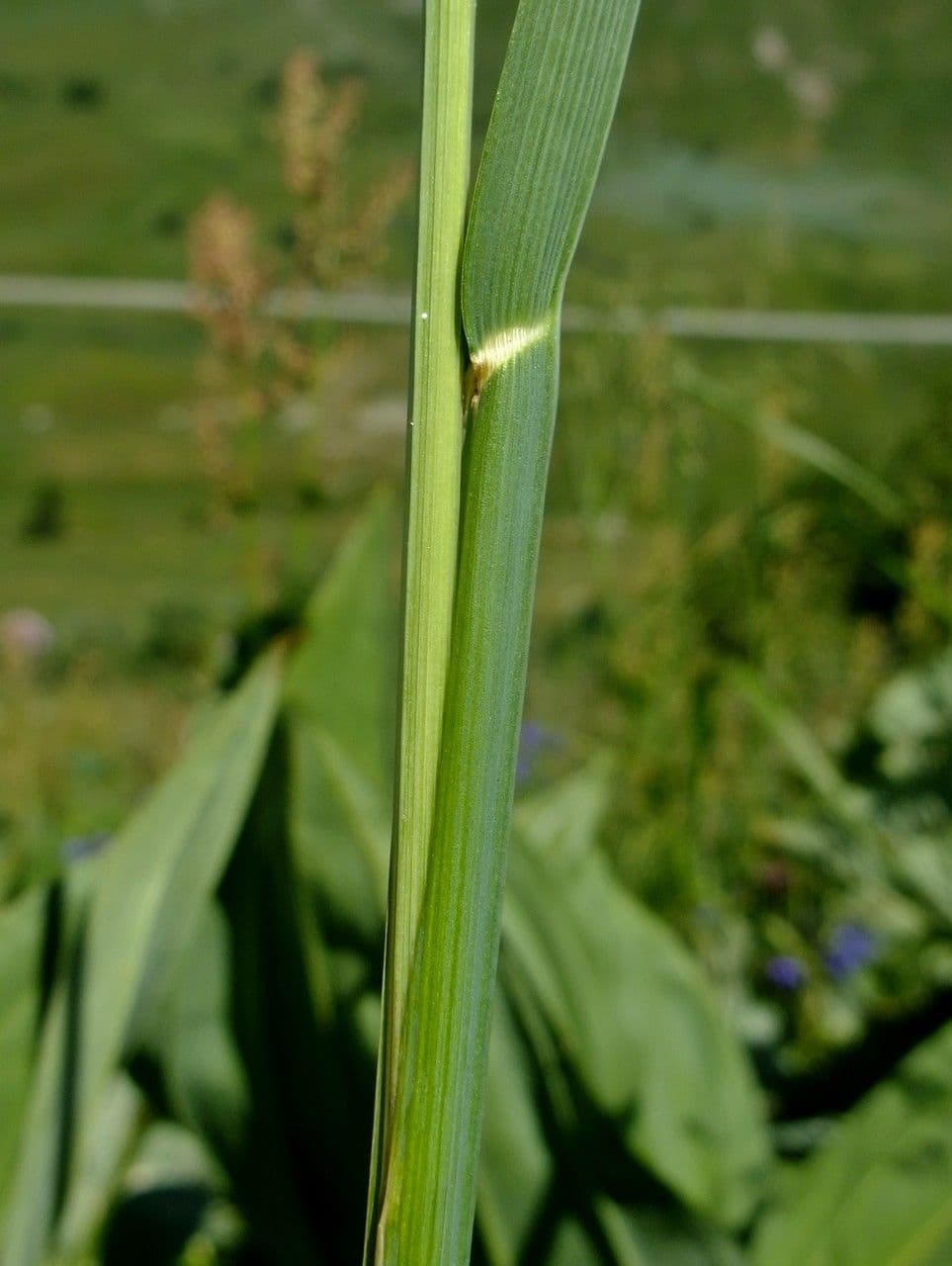 Fienarola di Chaix 24