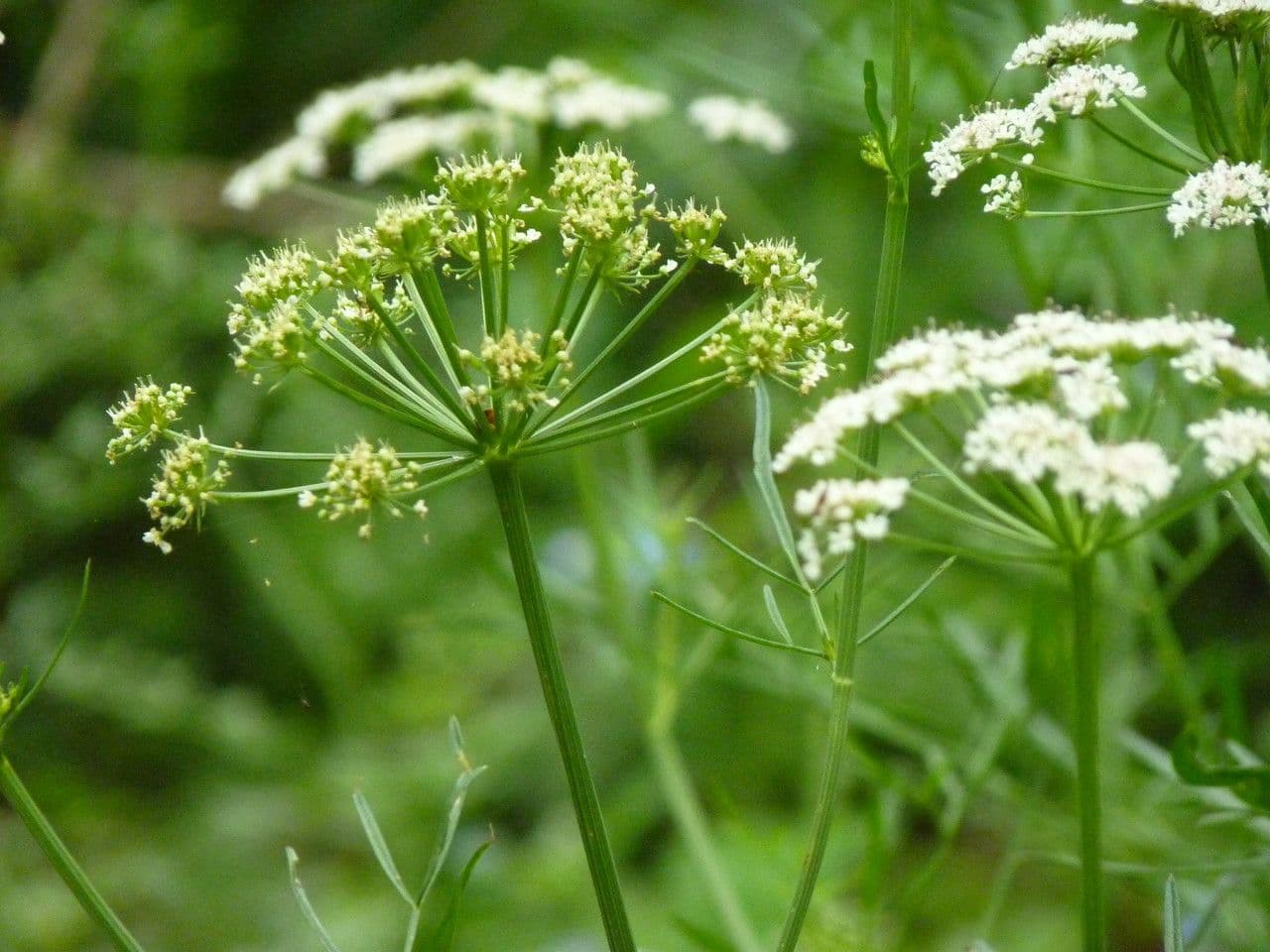 Finocchio acquatico 9