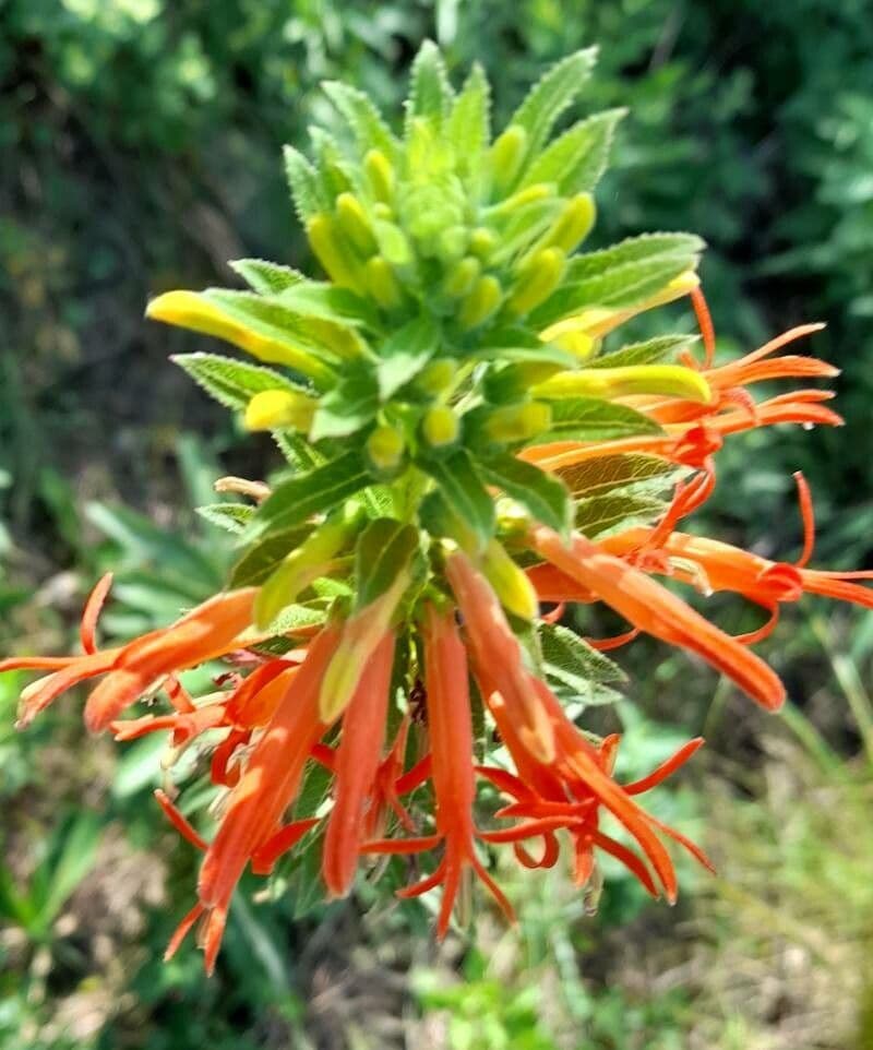 Siphocampylus 2