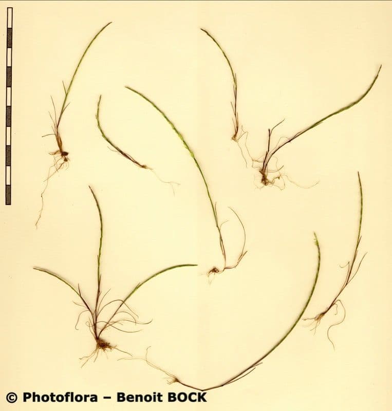 Festuca 11