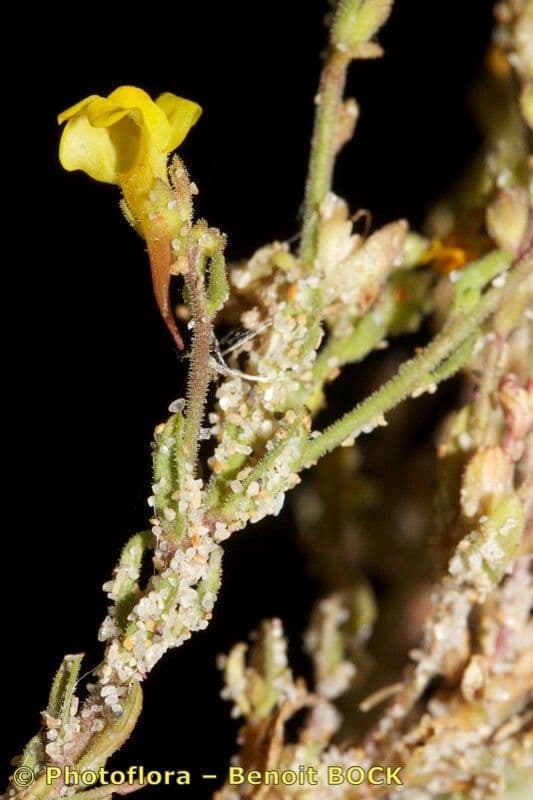 Linaria 11