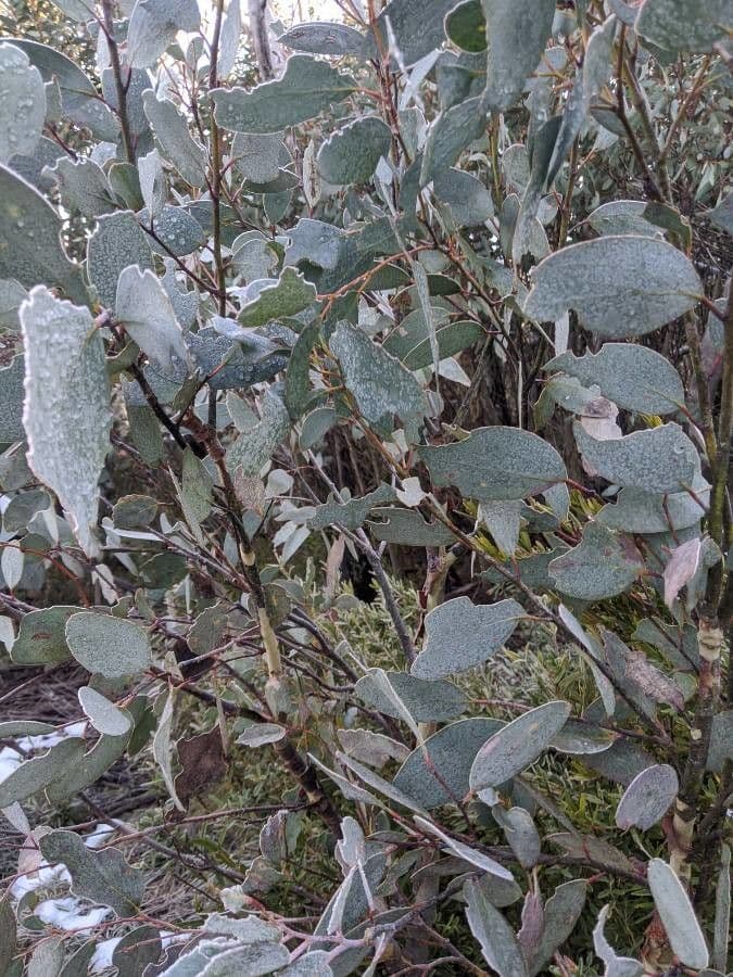 Schnee-Eukalyptus 12