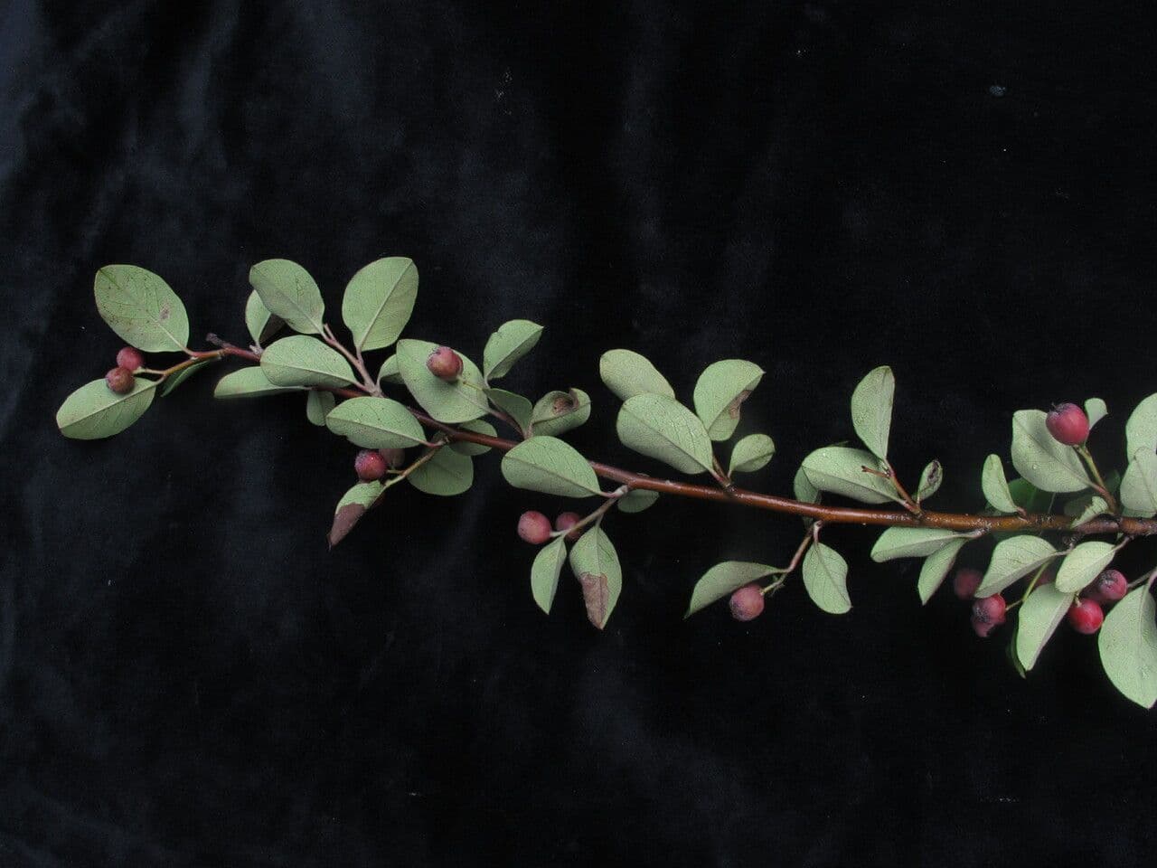 Cotoneaster 2