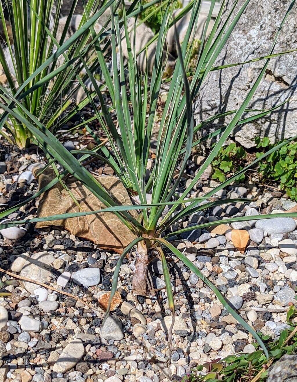 Yucca alta 16