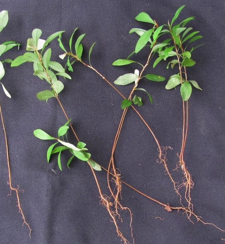 Erythroxylum 21