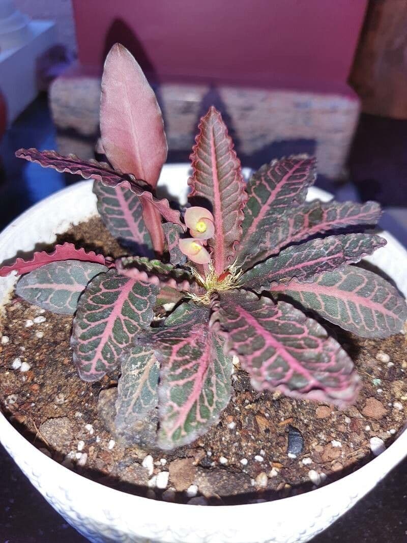 Euphorbe 3