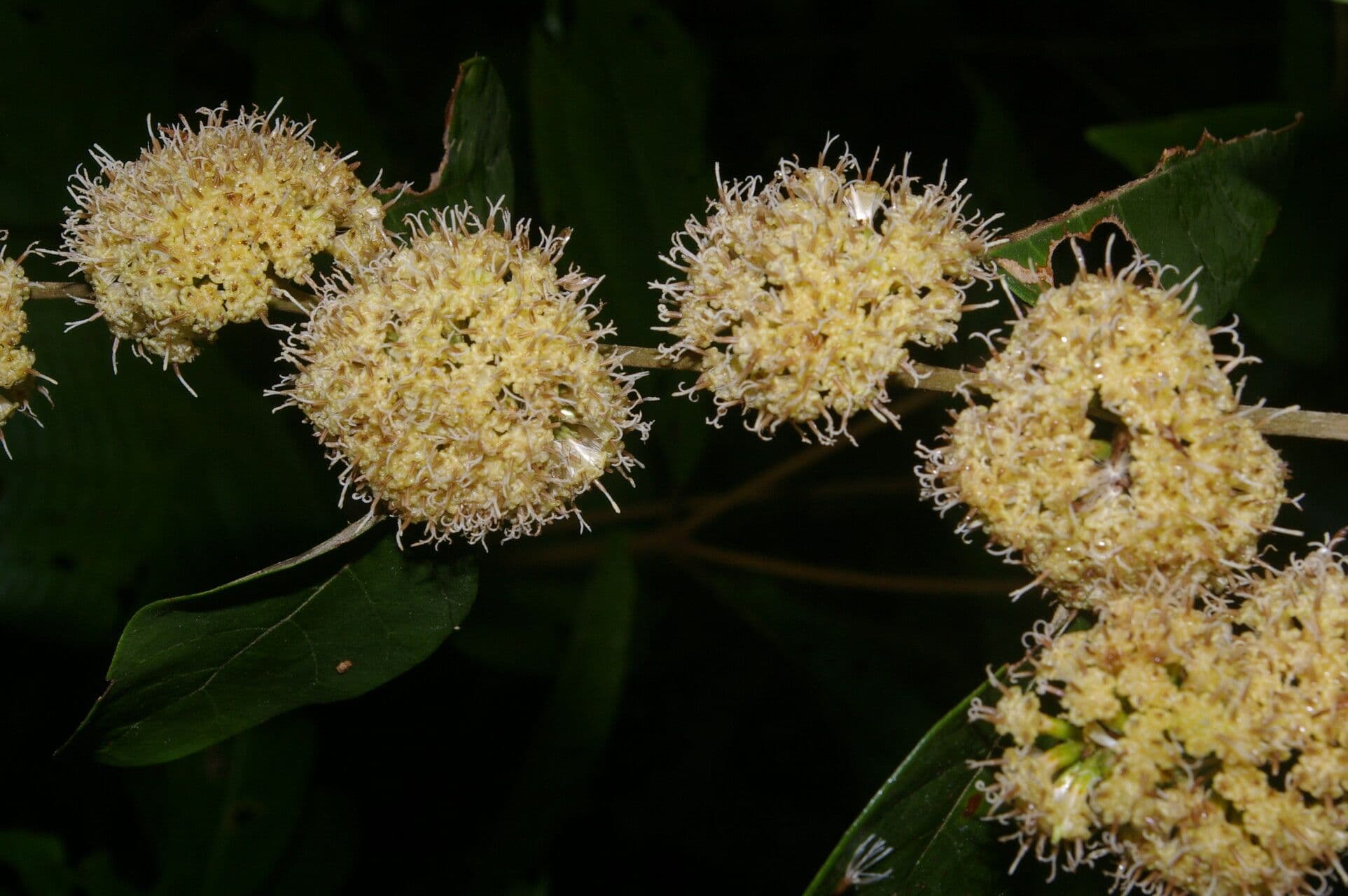 Piptocarpha 2