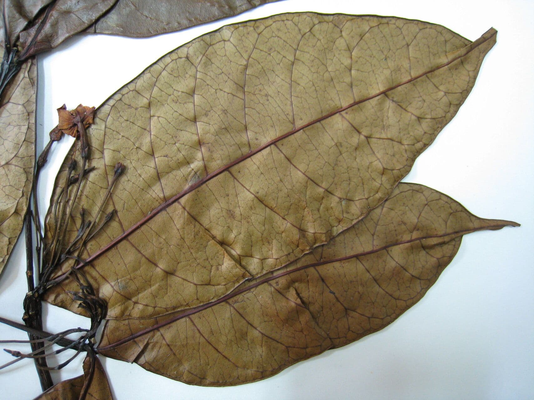 Malouetia tamaquarina 2