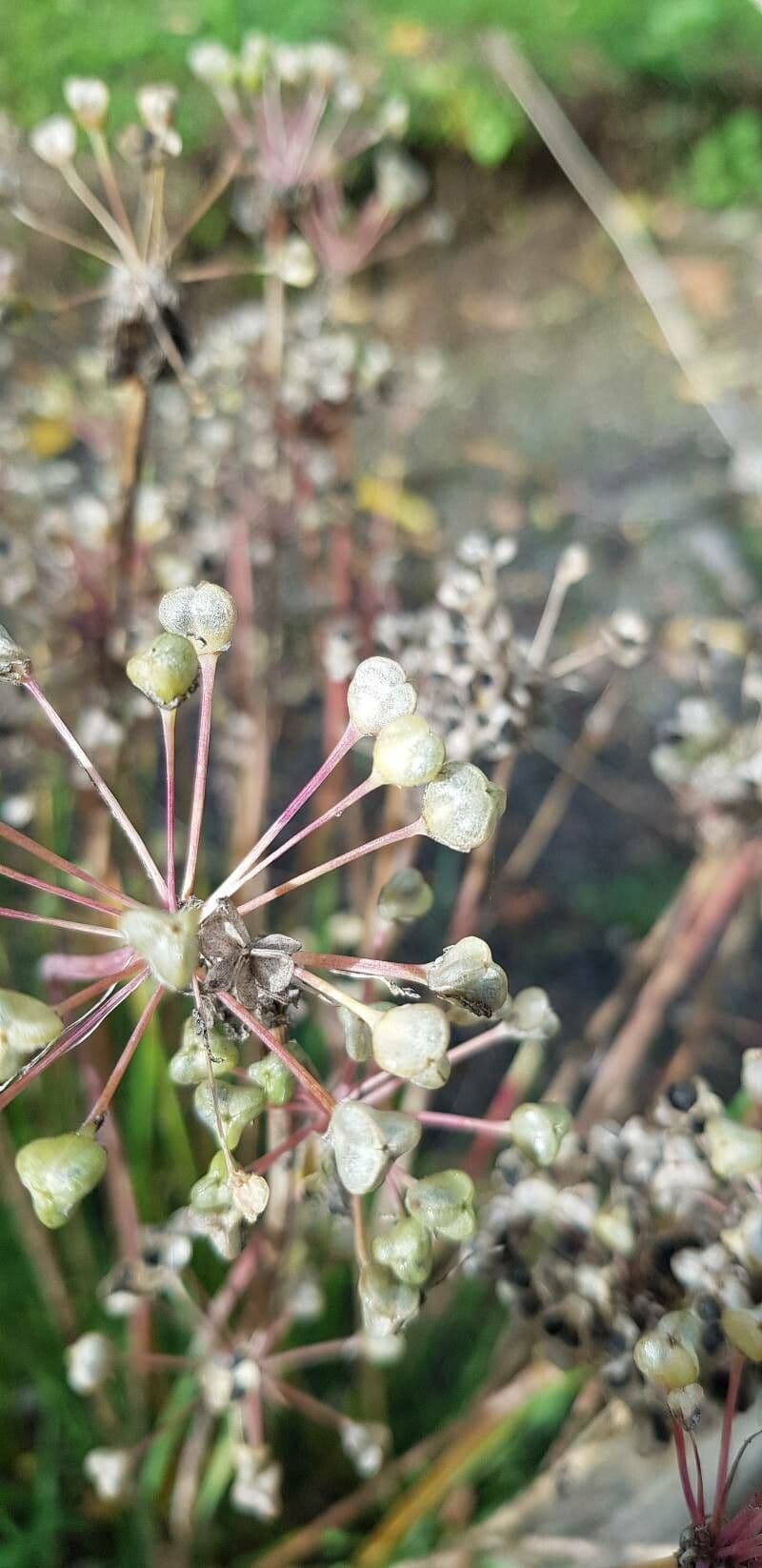 Schnittknoblauch 3