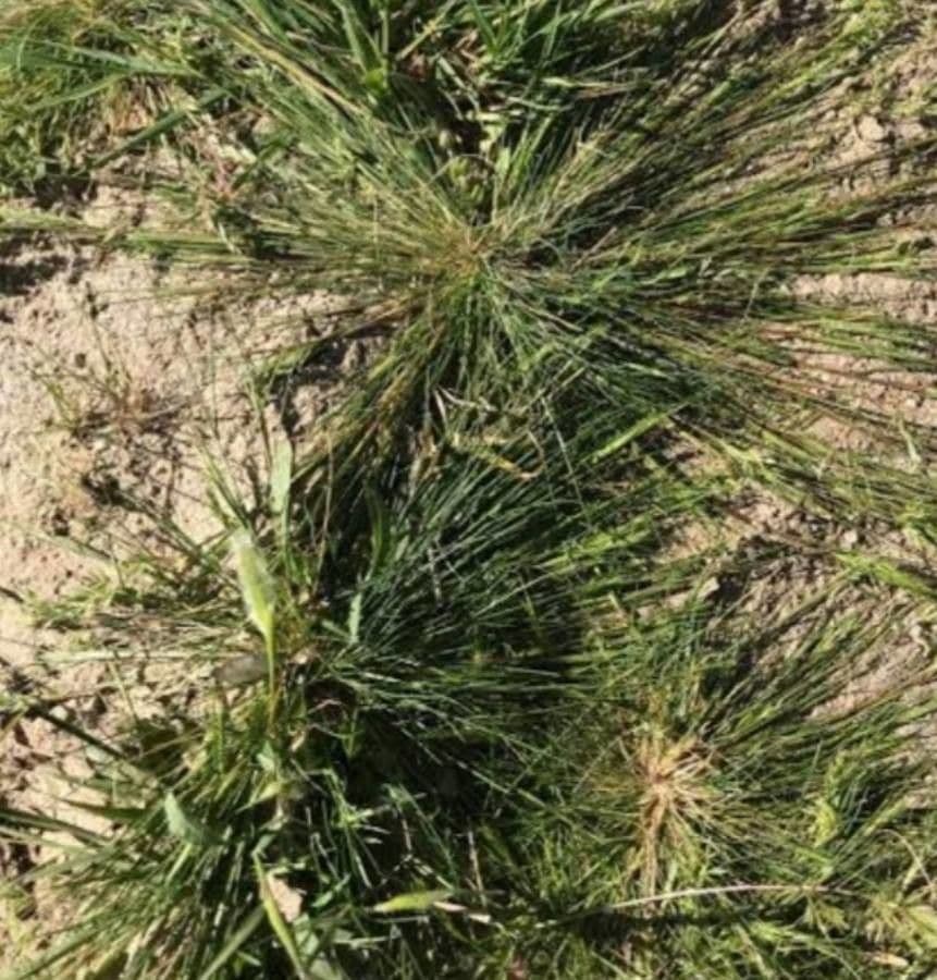 Arabian grass 8