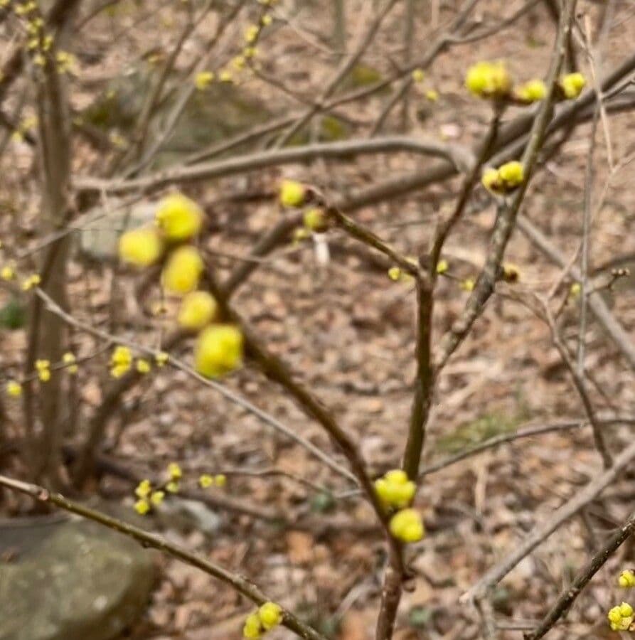 Dirca palustre 7