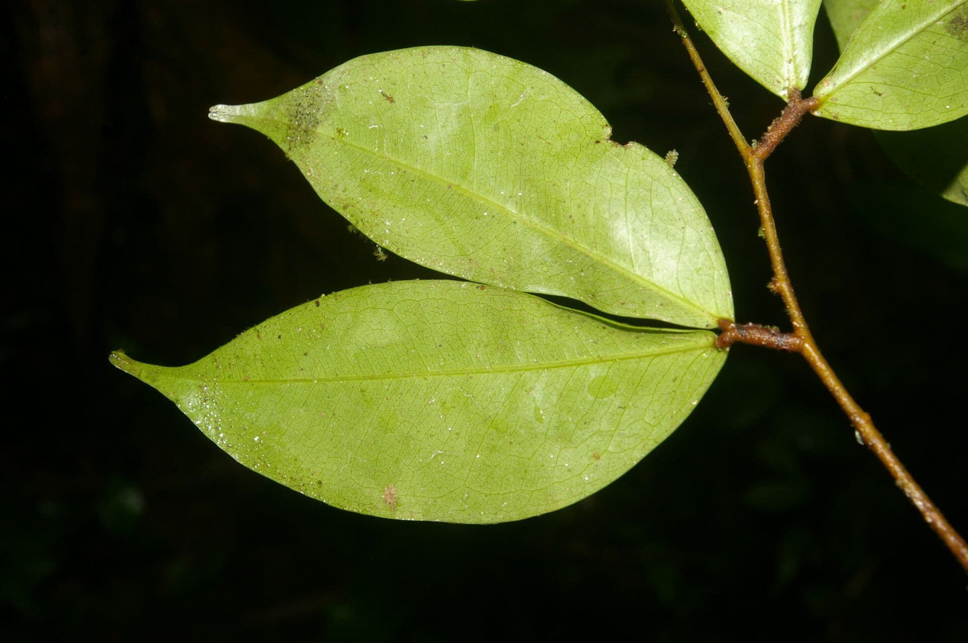 Cynometra 5
