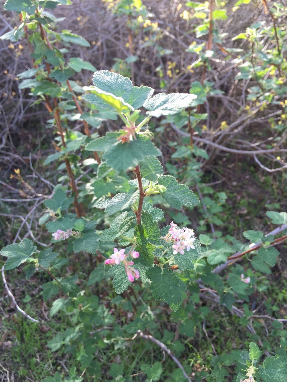 Ribes malvaceo 9