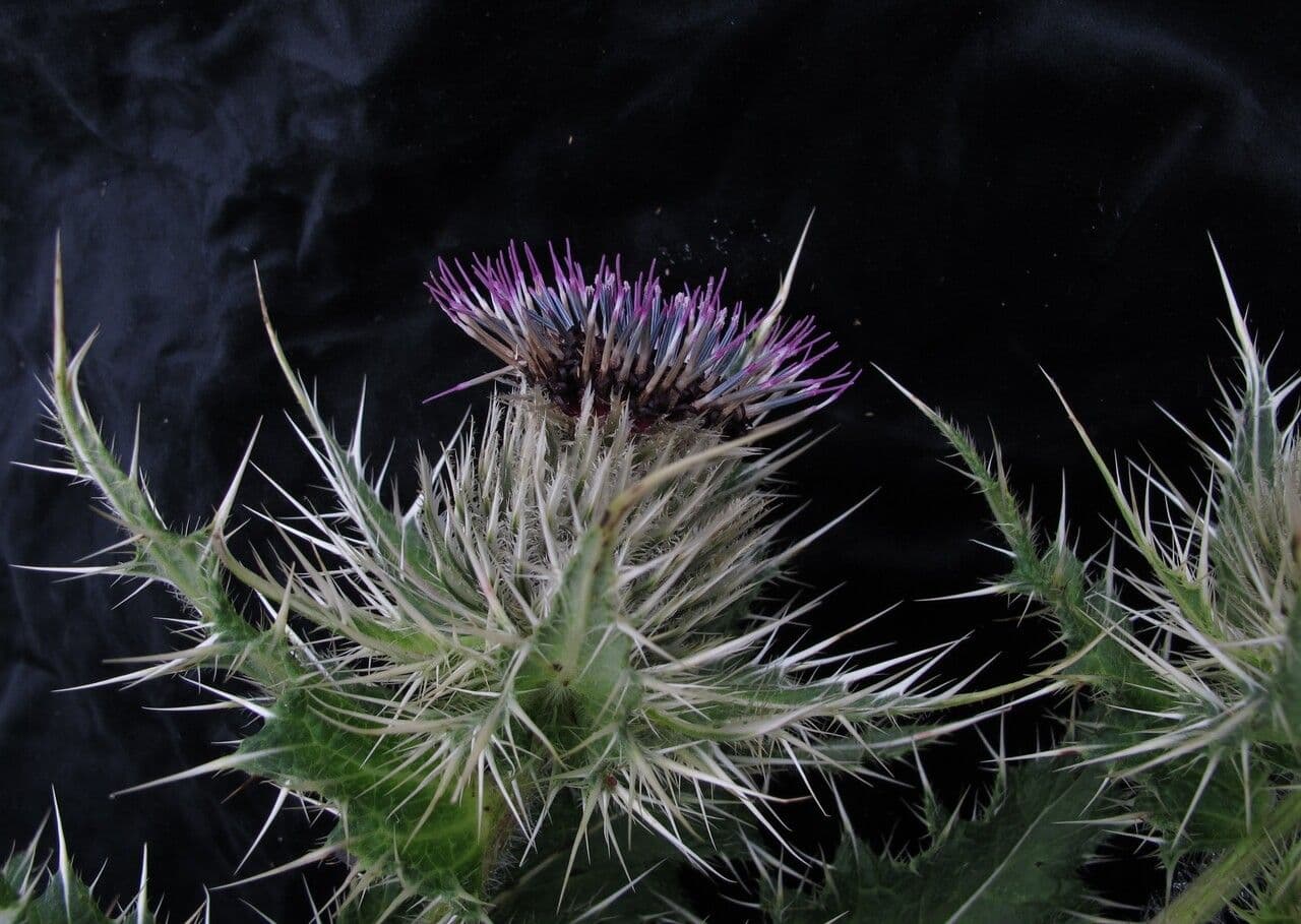 Cardo