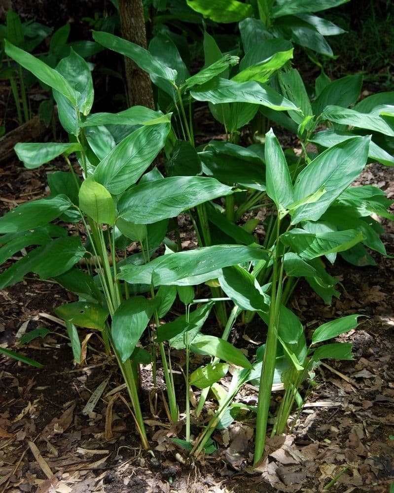 Maranta 12
