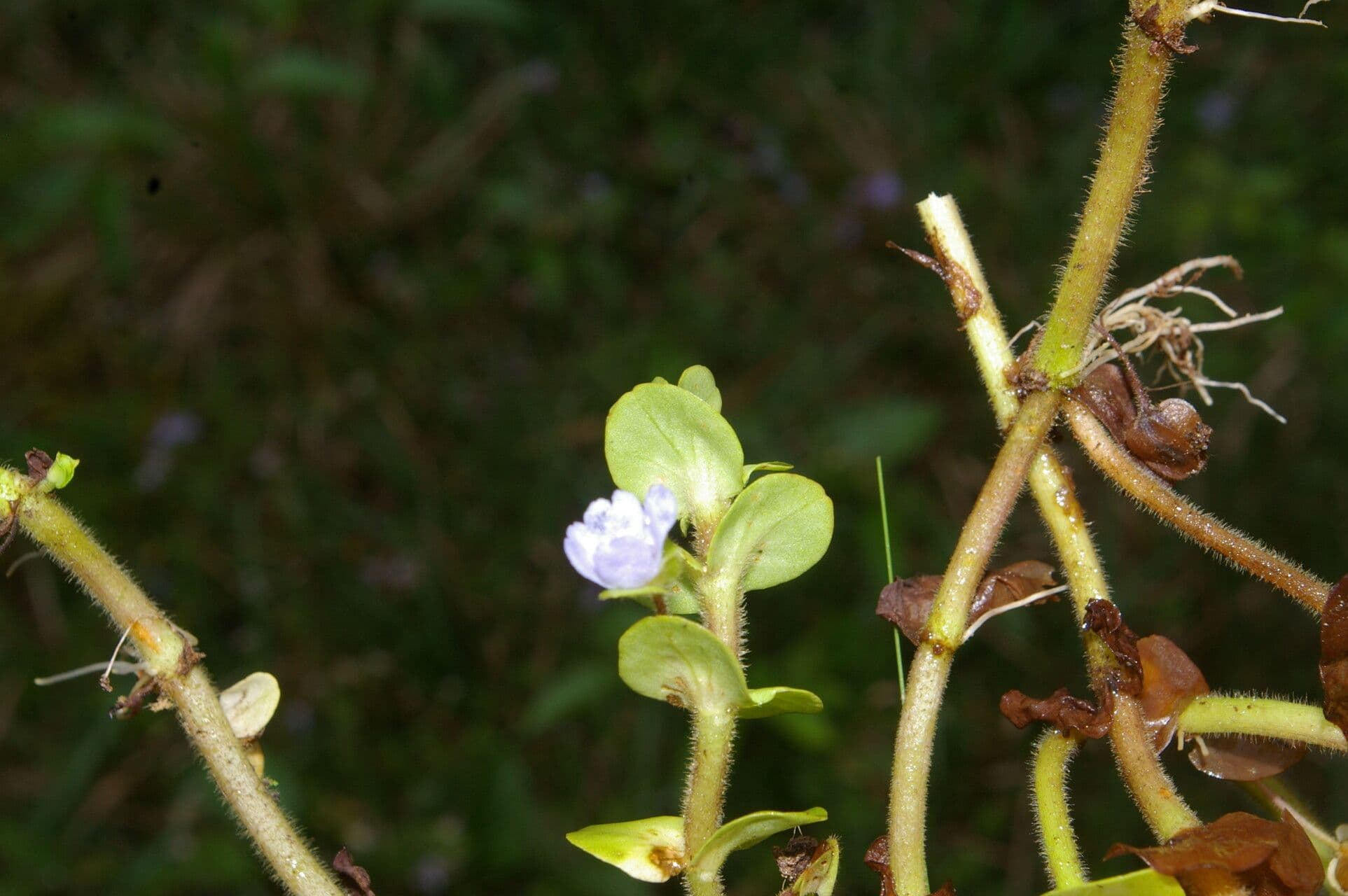 Bacopa salzmannii 4