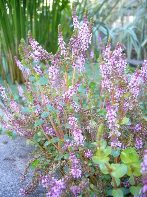 Rotala 3