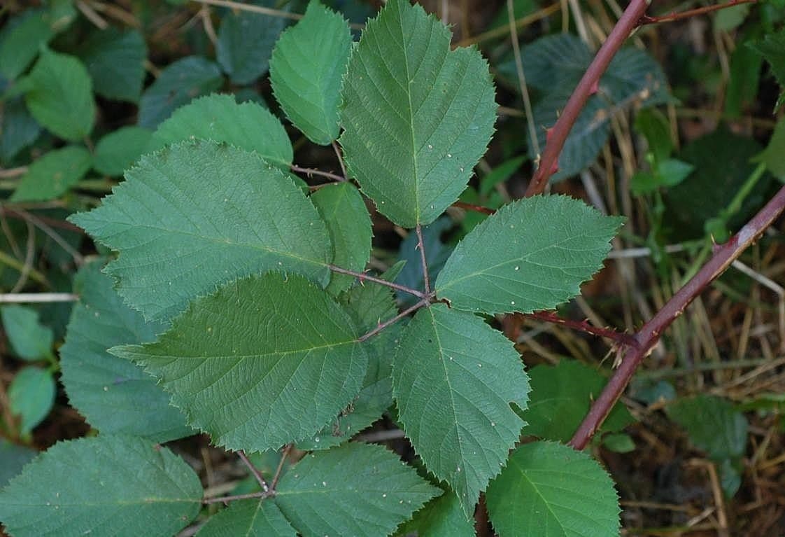 Pyramiden-Brombeere 13
