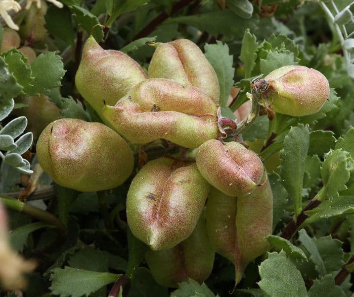 Astragalo 10