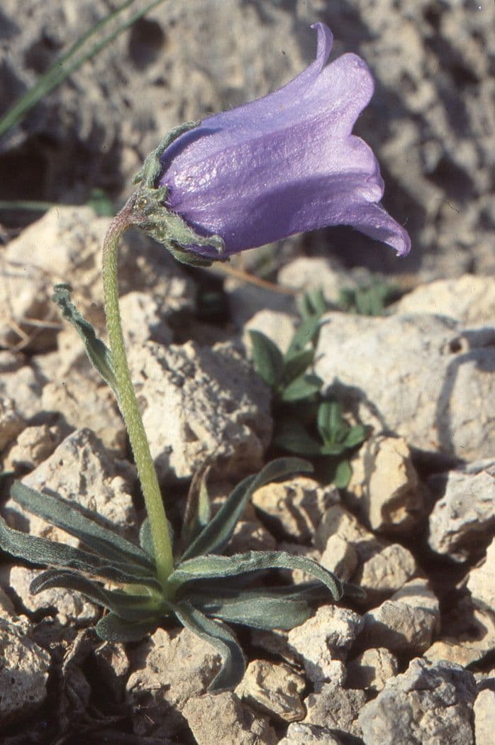 Campanula alpestre 14