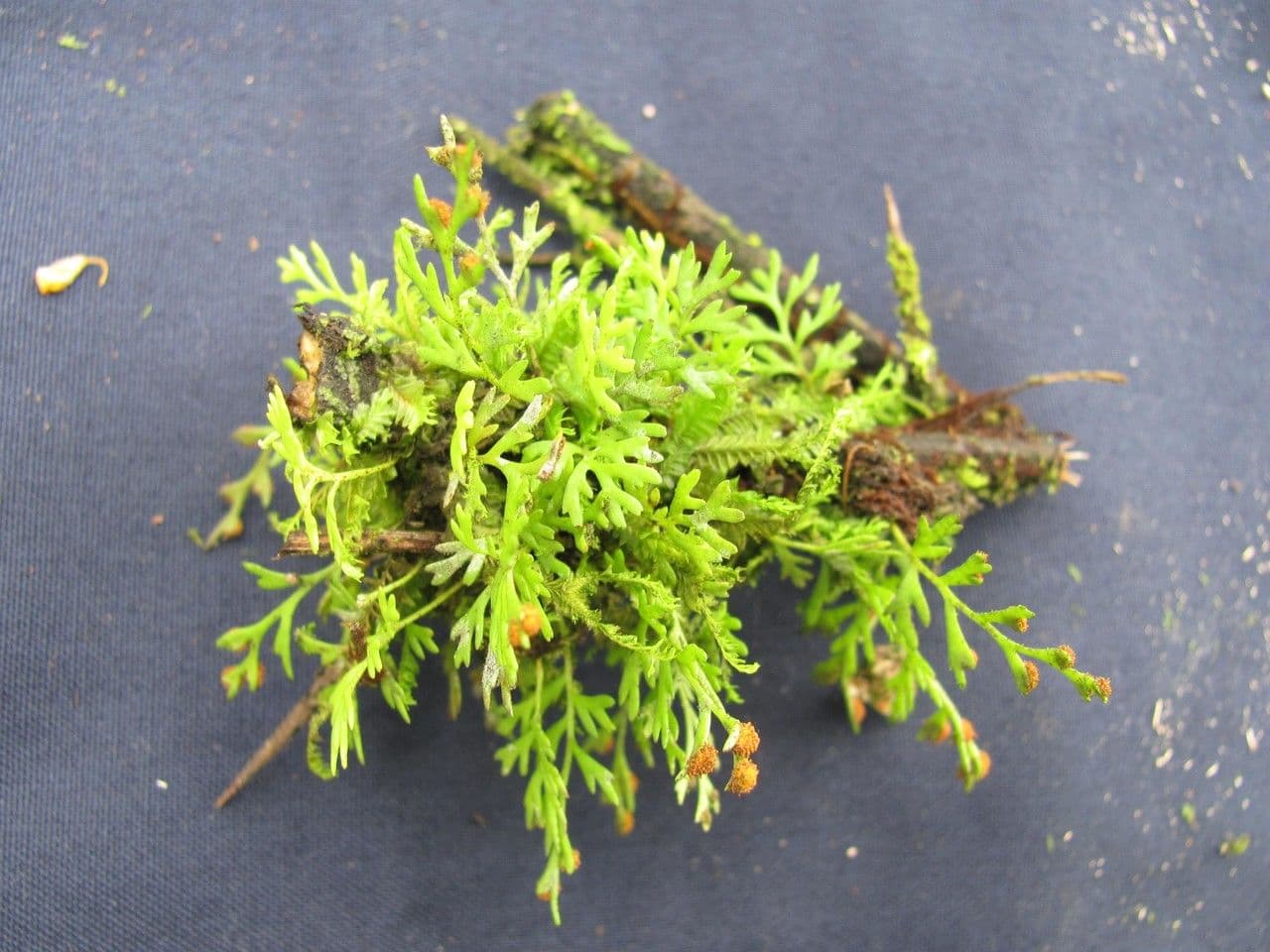 Deceptive polypody 5