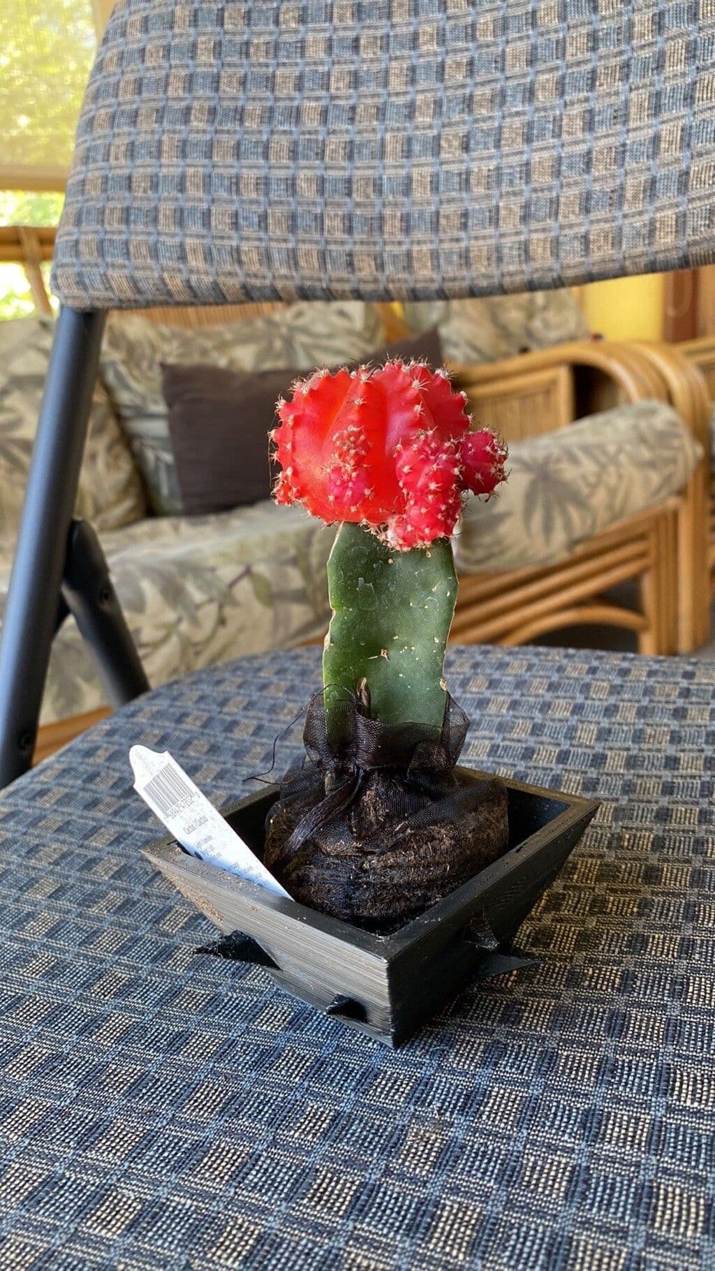 Cactus lunare 12
