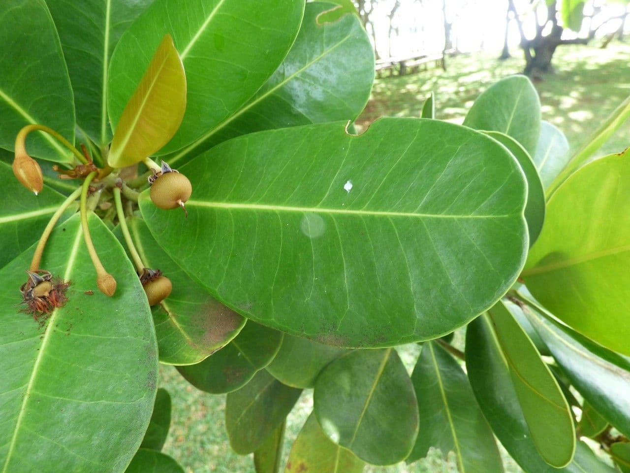 Madagaskar-Olive 16