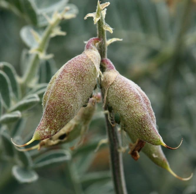 Astragalo 3