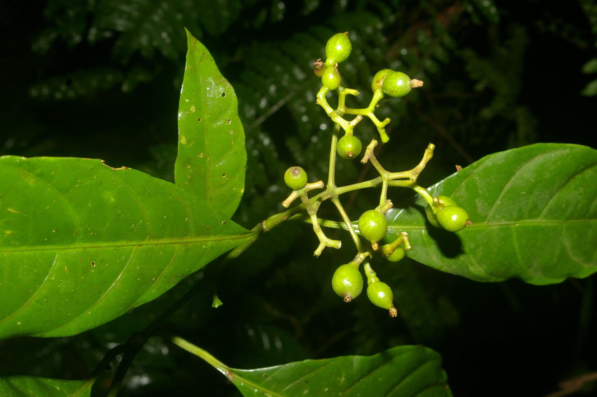 Palicourea 3