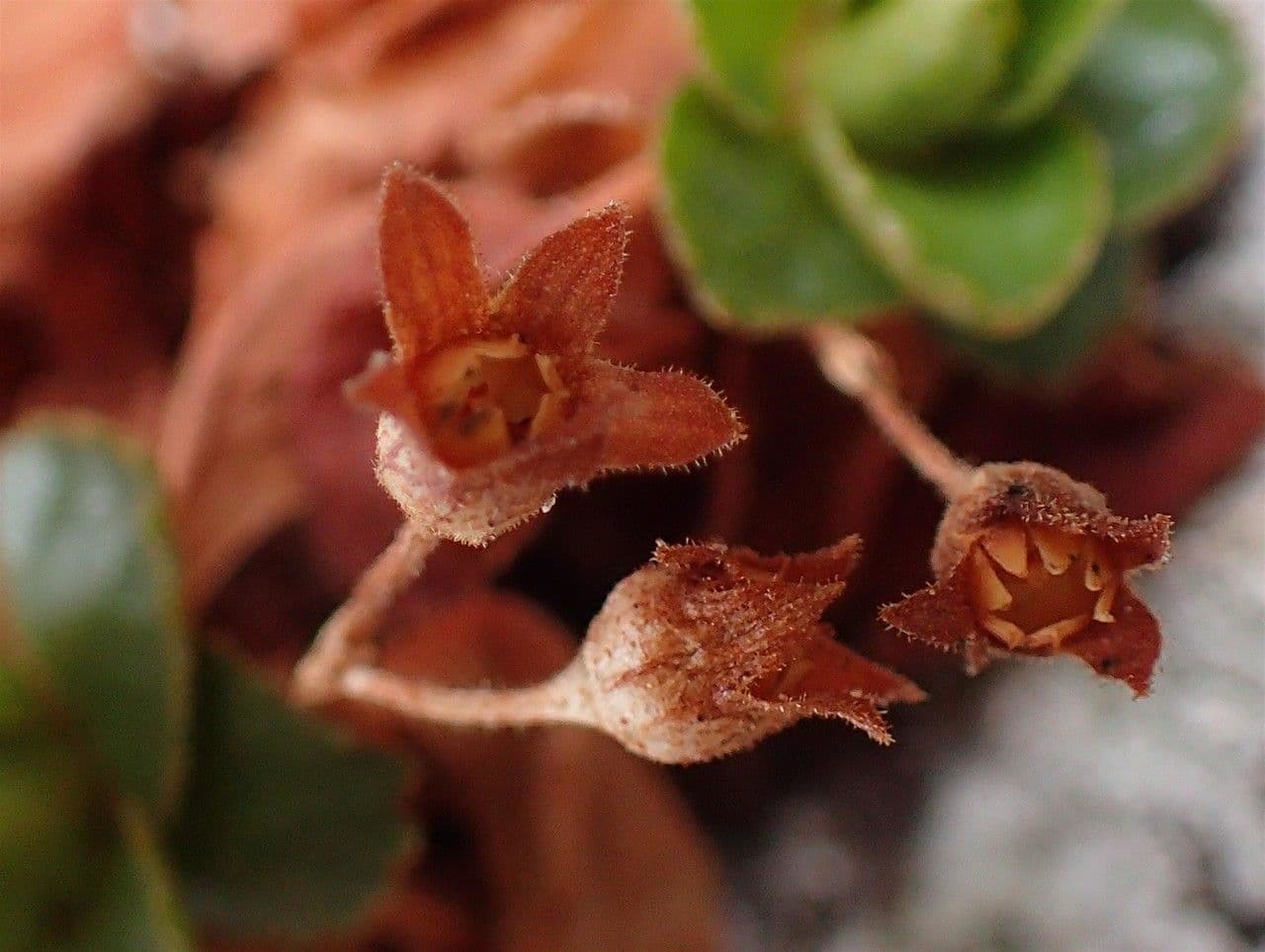 Primula hirsuta 4